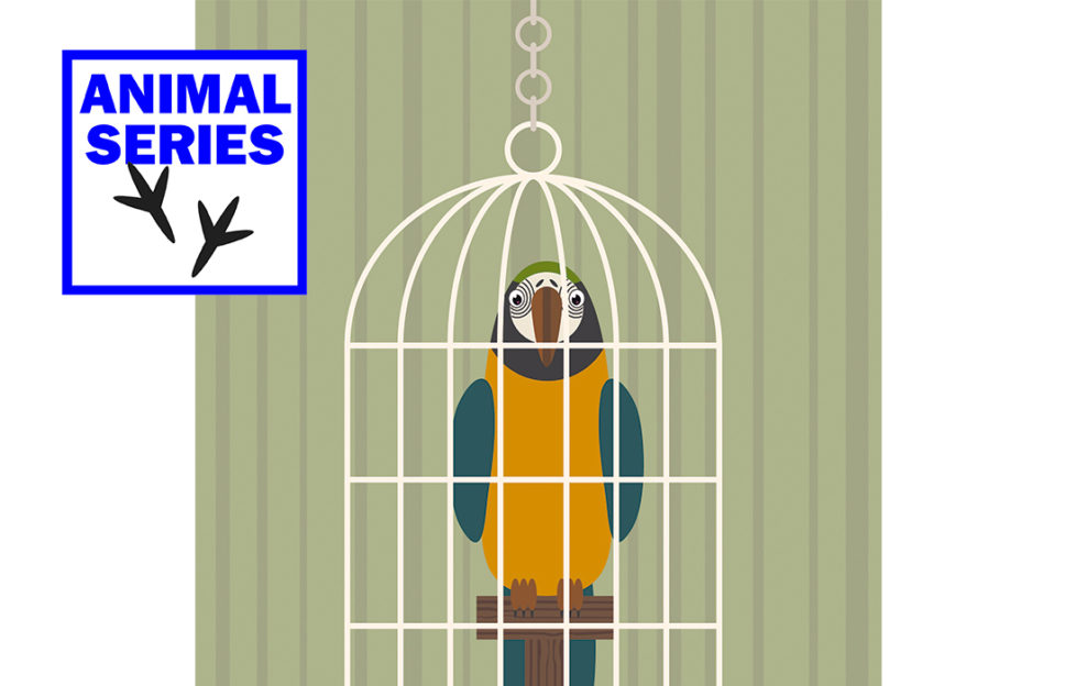 Digital cartoon of a yellow and blue parrot in a cage, looking wily Pic: Rex/Shutterstock