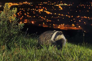 European Badger, North Downs above Folkestone, Kent Pic: Terry Whittaker, 2020Vision