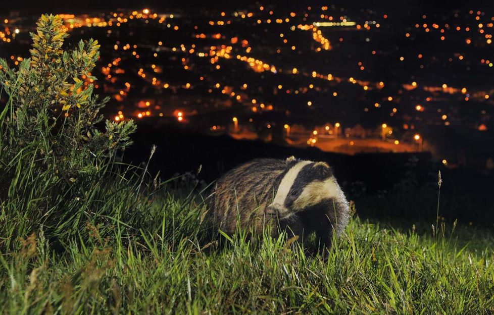 European Badger, North Downs above Folkestone, Kent Pic: Terry Whittaker, 2020Vision