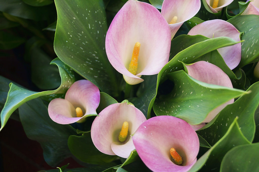 Pink Calla Lilies Pic: Istockphoto