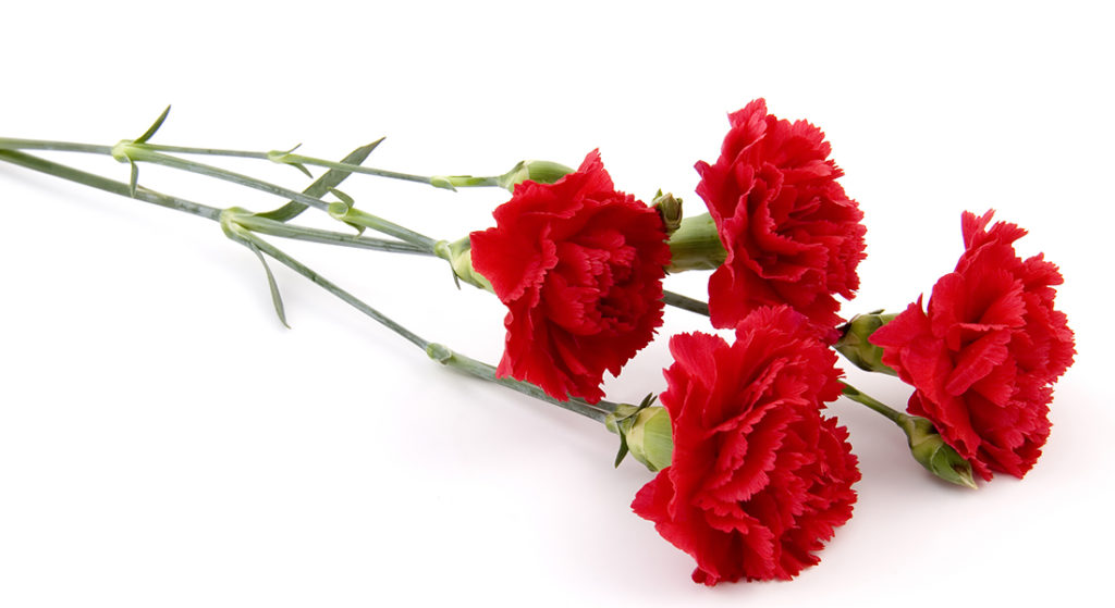 Red Carnations Pic: Istockphoto