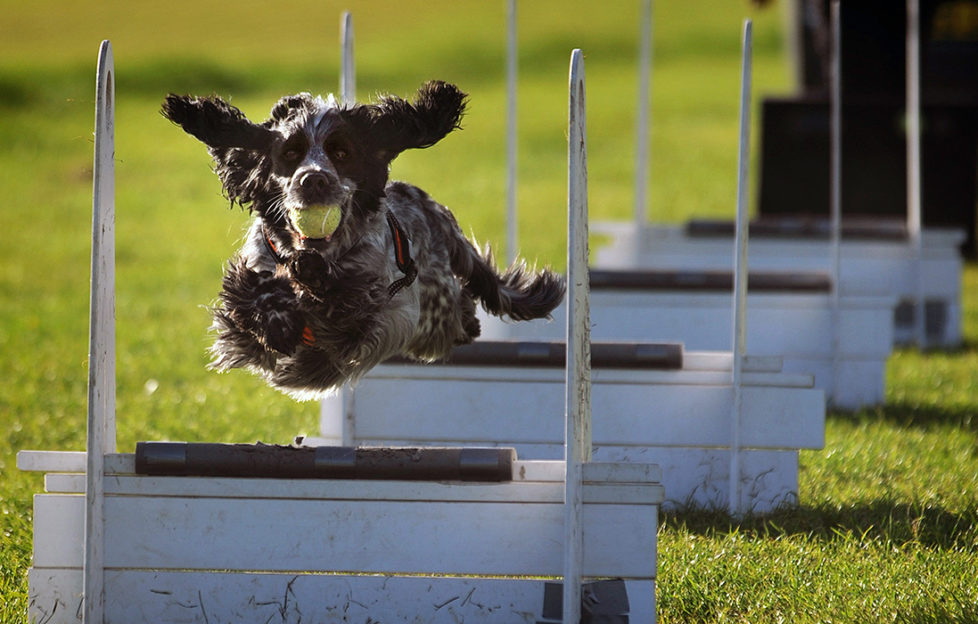 Cocker spaniel leaping hurdles in flyball competition