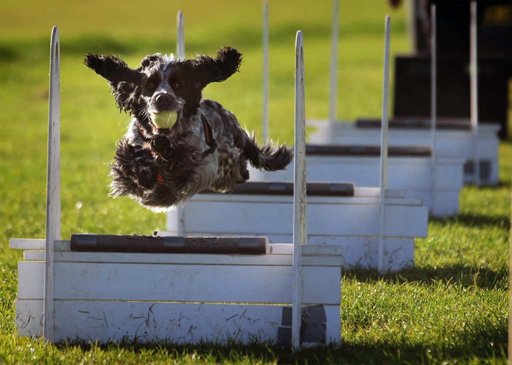 Black/grey cocker spaniel, ball in mouth, leaps over hurdles in flyball competition