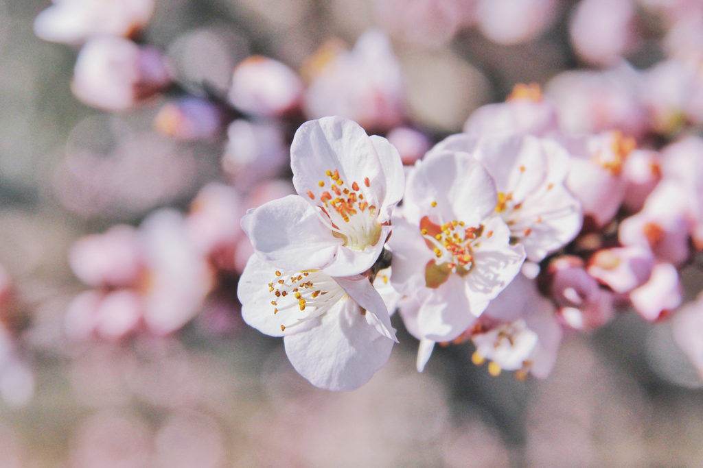 Apple Blossom