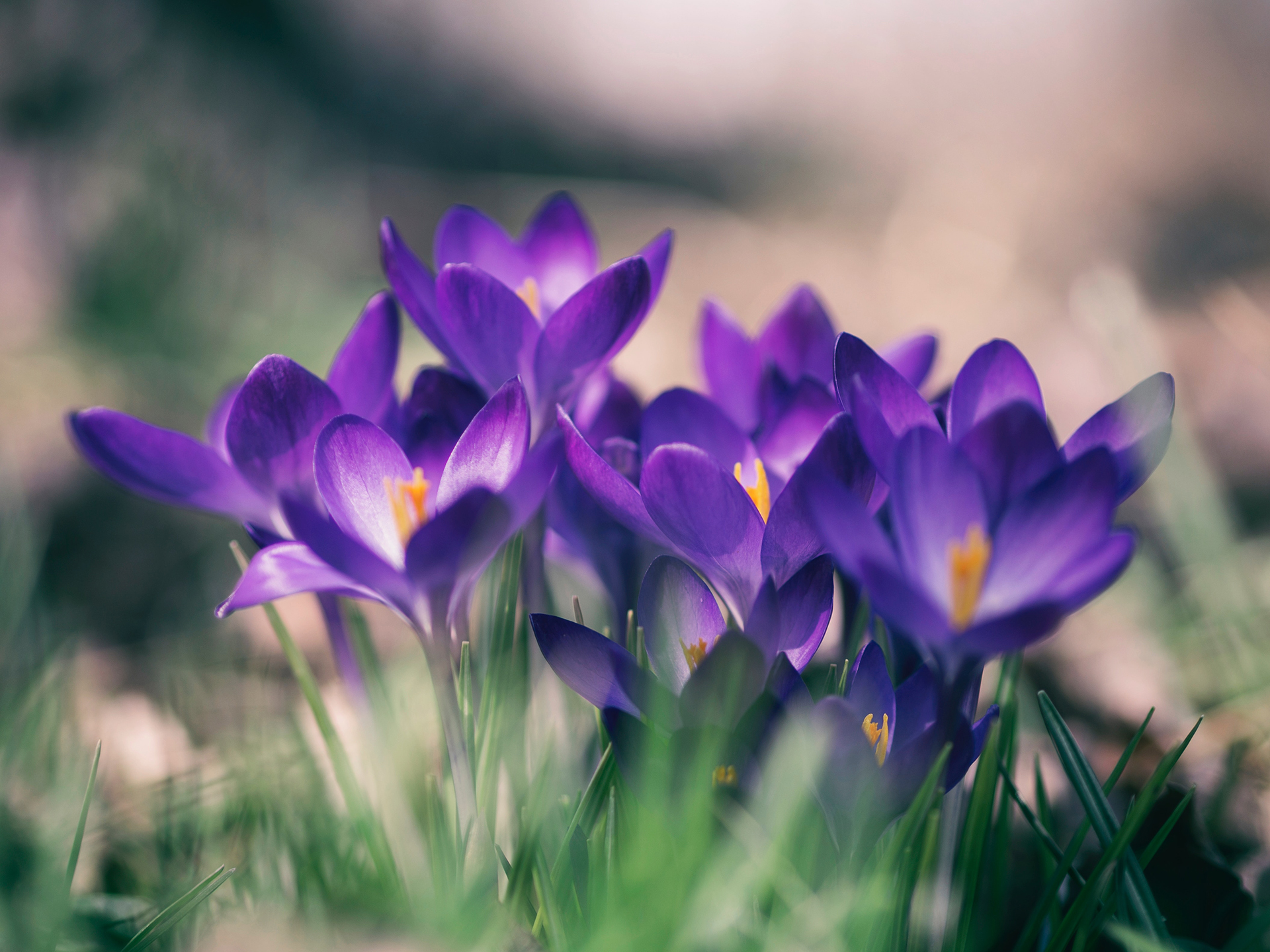 Crocus 