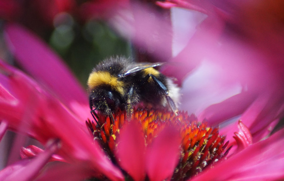 Echinacea