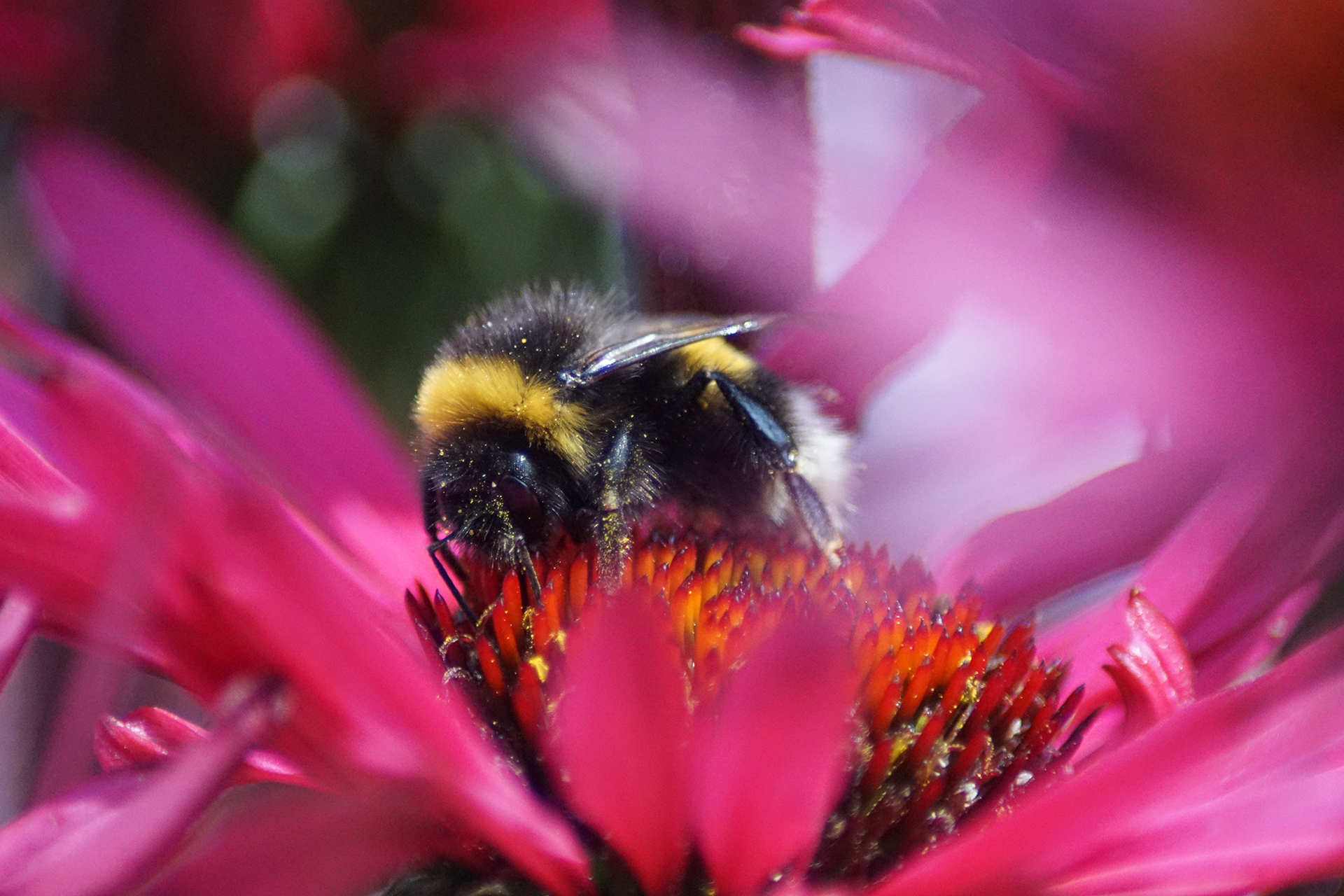 Echinacea 