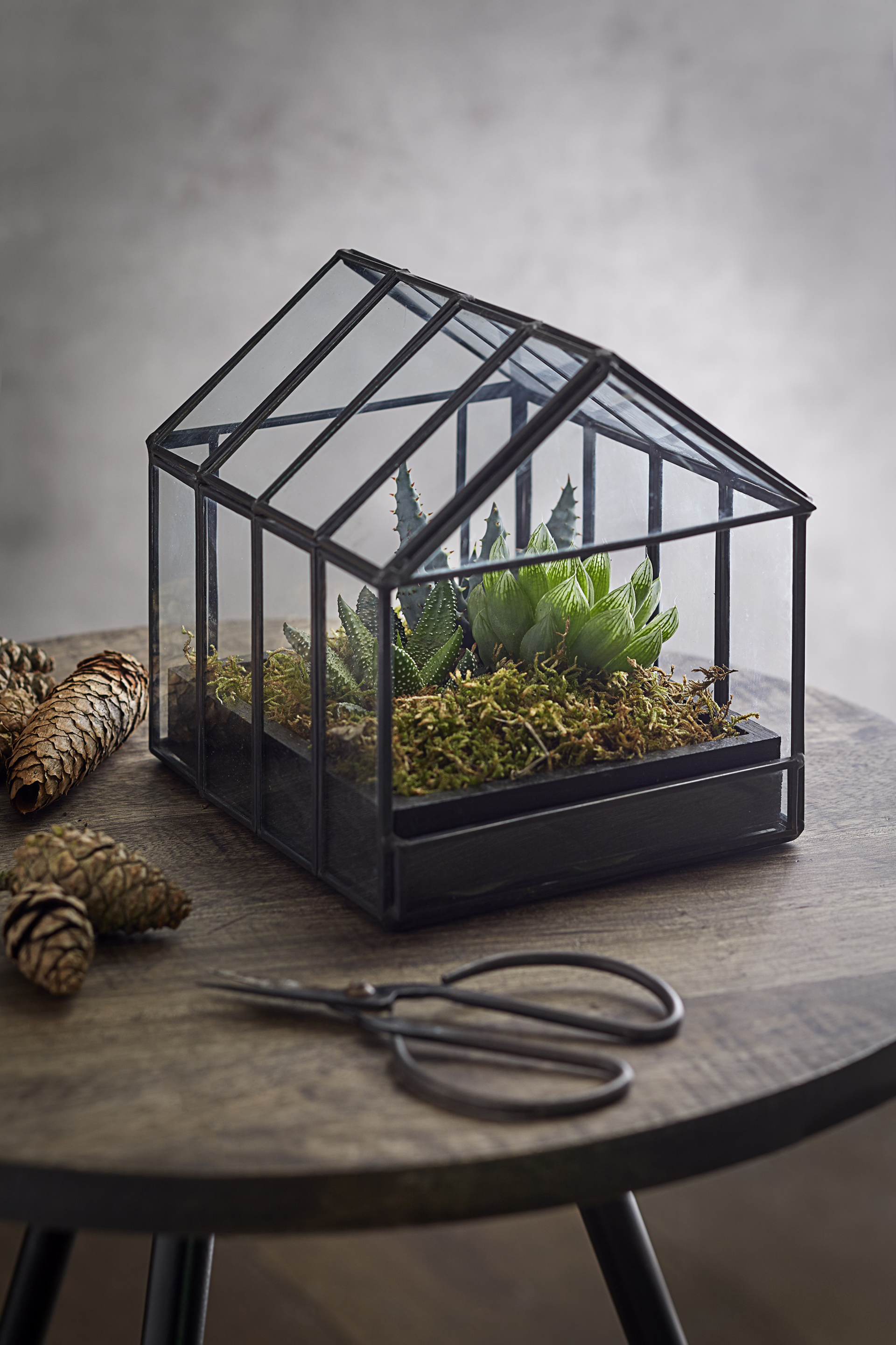 Mini succulent green-house 
