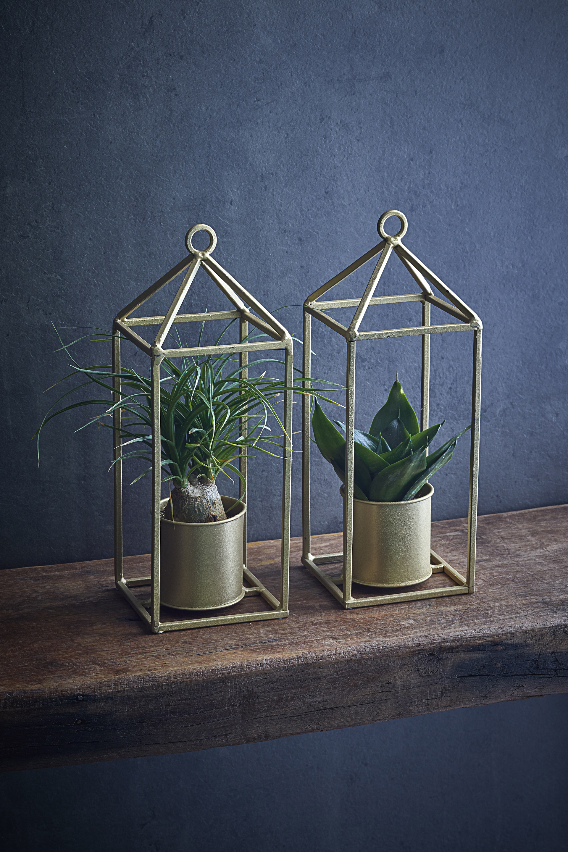 Single air purifying plant in gold frame 