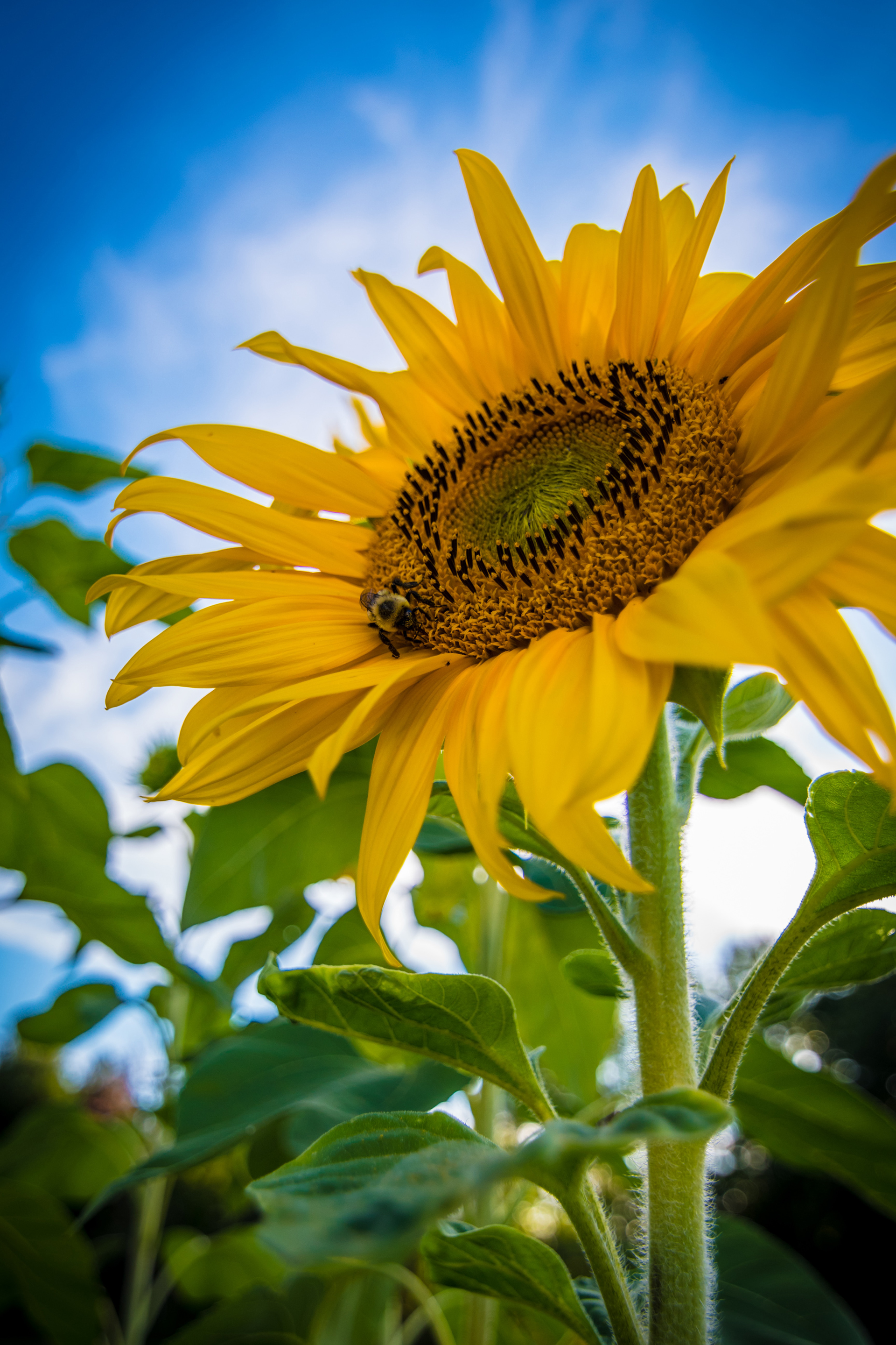 Sunflower 