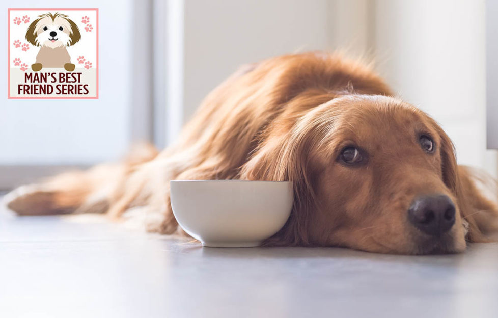 Sad looking dog lying on floor beside food bowl