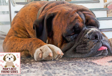 Close up of tired boxer dog lying on flagstones, tip of tongue poking out