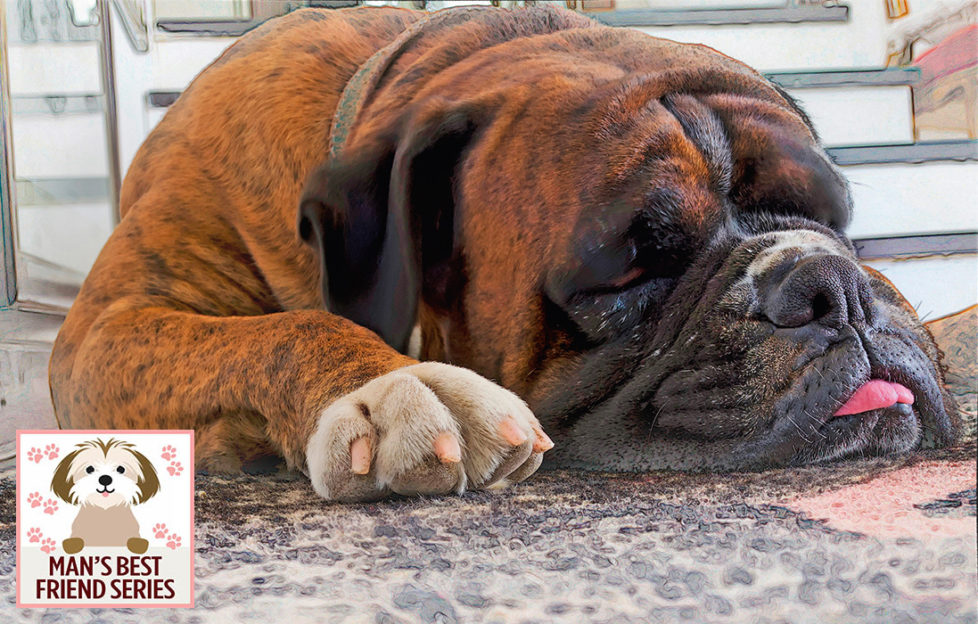 Close up of tired boxer dog lying on flagstones, tip of tongue poking out
