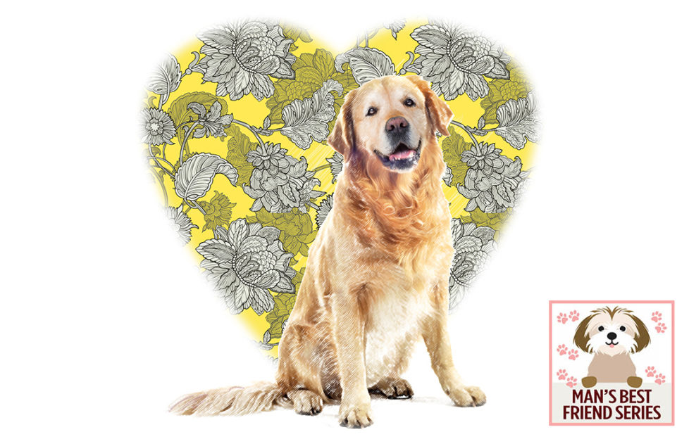 golden retriever, large wallpaper-patterned heart shape behind, love me love my dog