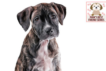 Illustration of sad-looking small mongrel rehomed dog