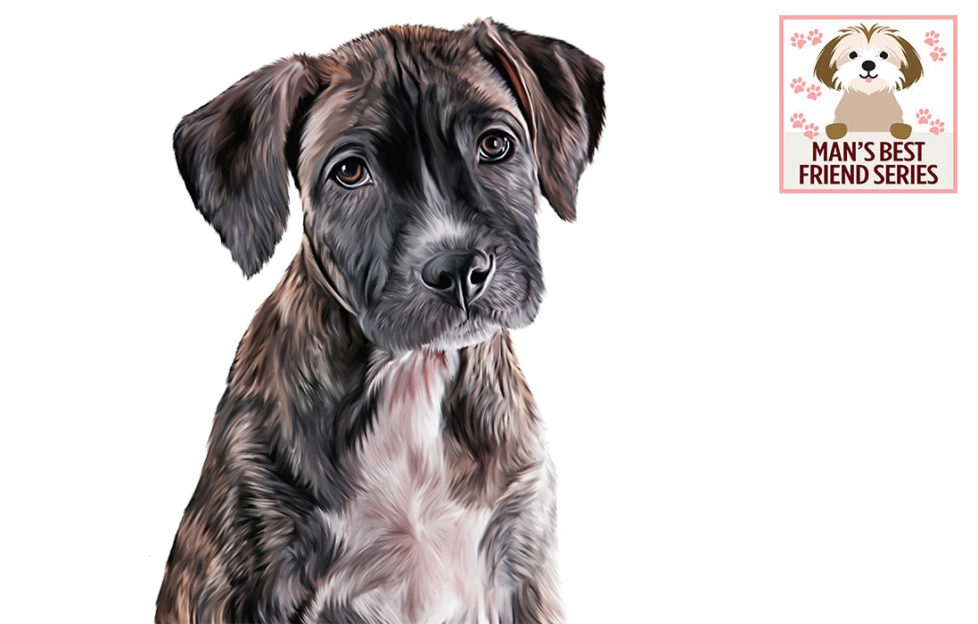 Illustration of sad-looking small mongrel rehomed dog