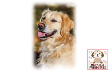 Happy, relaxed golden retriever, story about pitfalls of dog sharing