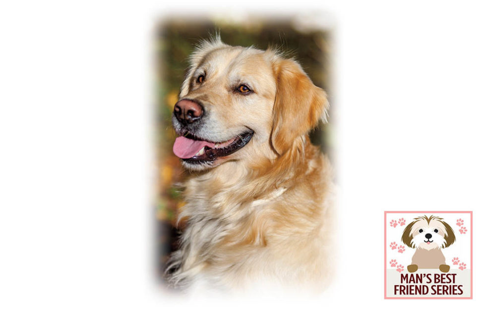 Happy, relaxed golden retriever, story about pitfalls of dog sharing