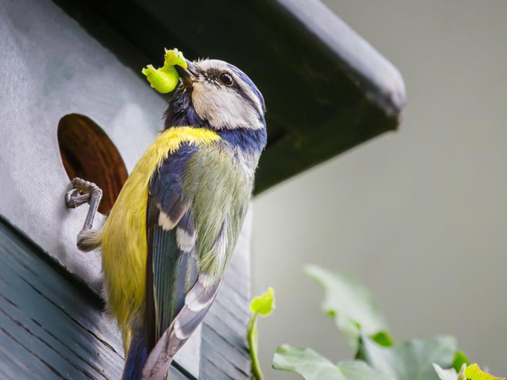 Blue tit outside birdbox 