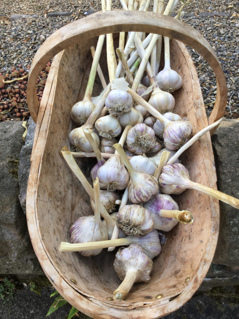 Garlic in a trug