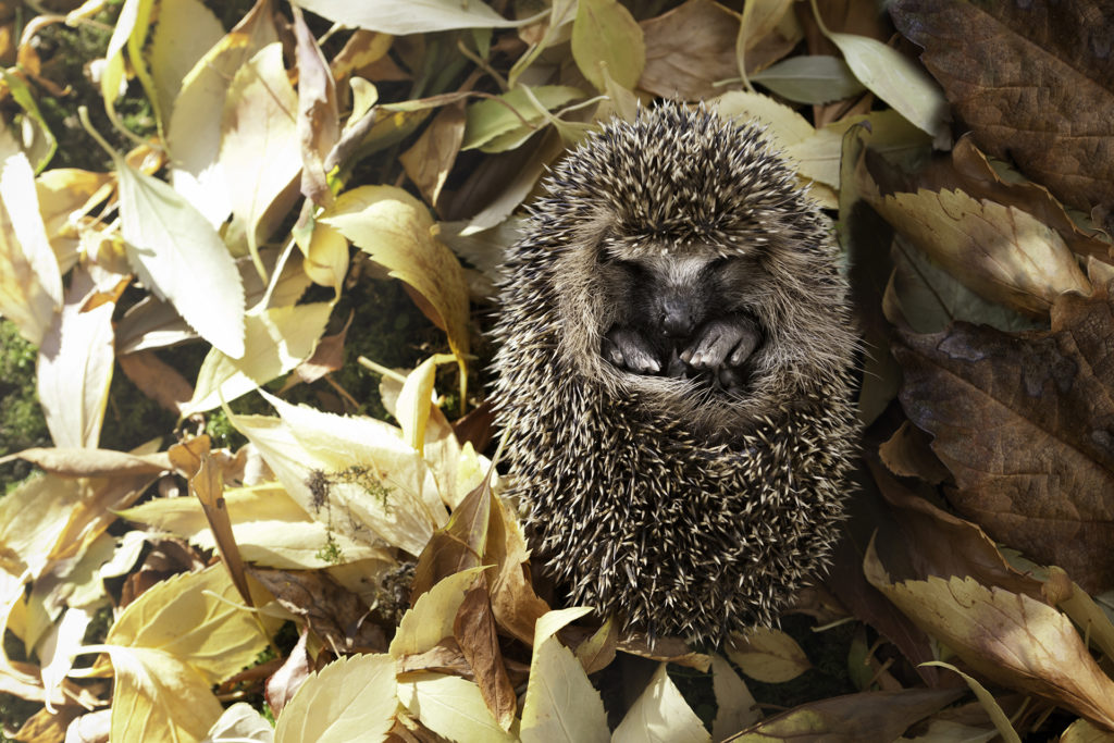 Baby Hedgehog Surrounded by Autumn Leaves