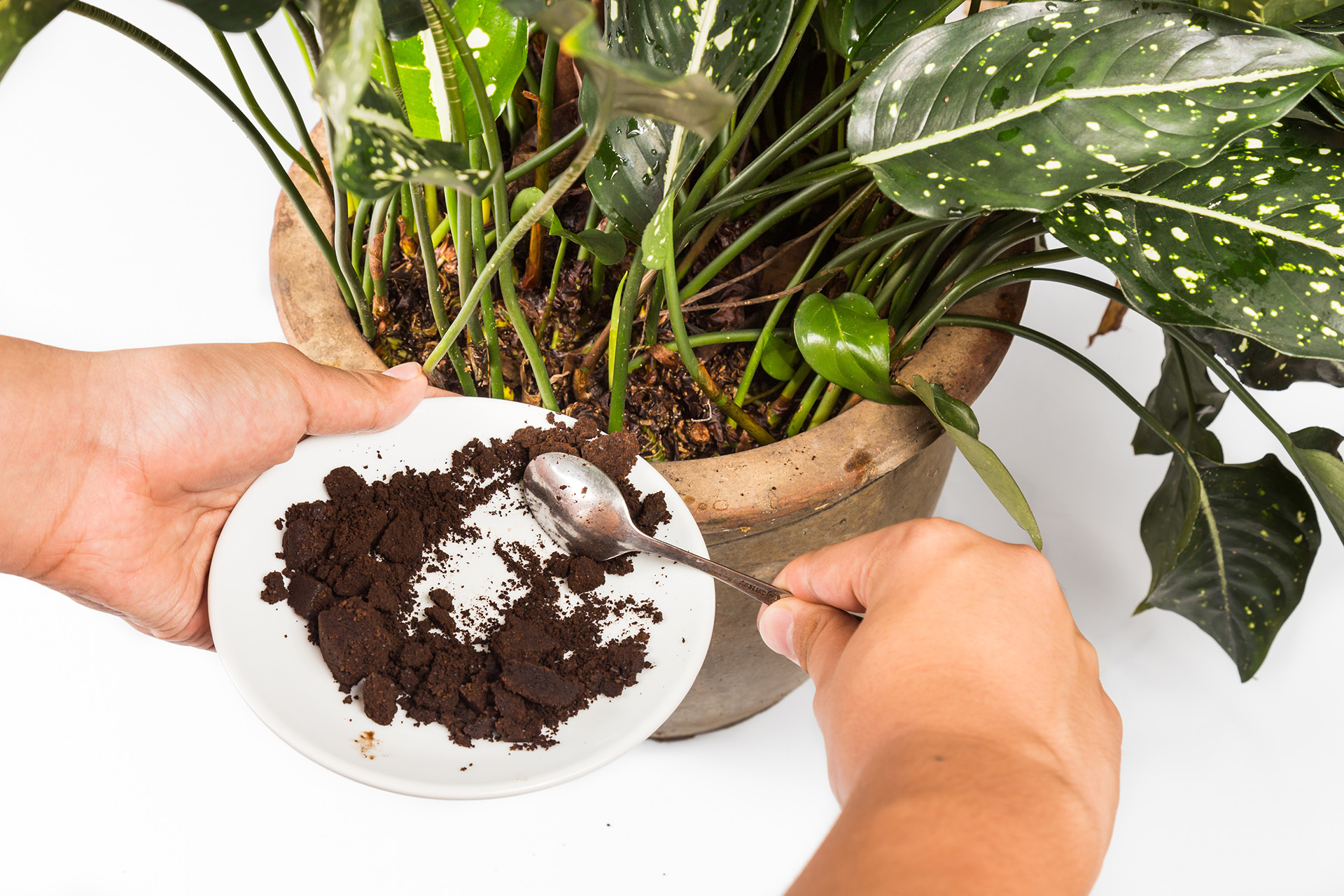 Spent coffee grounds being used as natural plants fertilizer