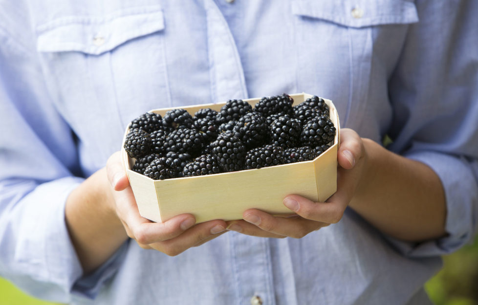 Woman Holding Tray Of Fresh Blackberries