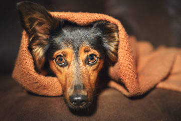 Scared looking small black and tan dogpeeping out of cosy blanket