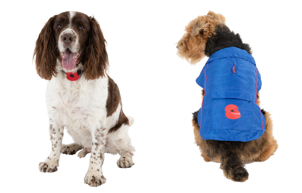 Liver and white springer spaniel with poppy on collar and Airedale terrier in blue pack-a-mac with poppy motif