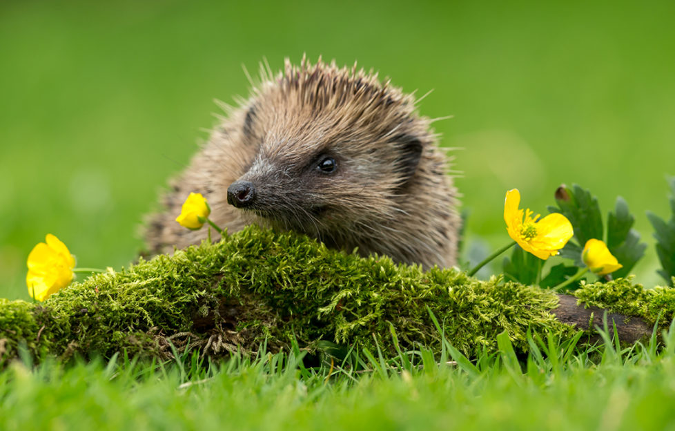 Hedgehog climbing on moss covered piece of wood, buttercups flowering