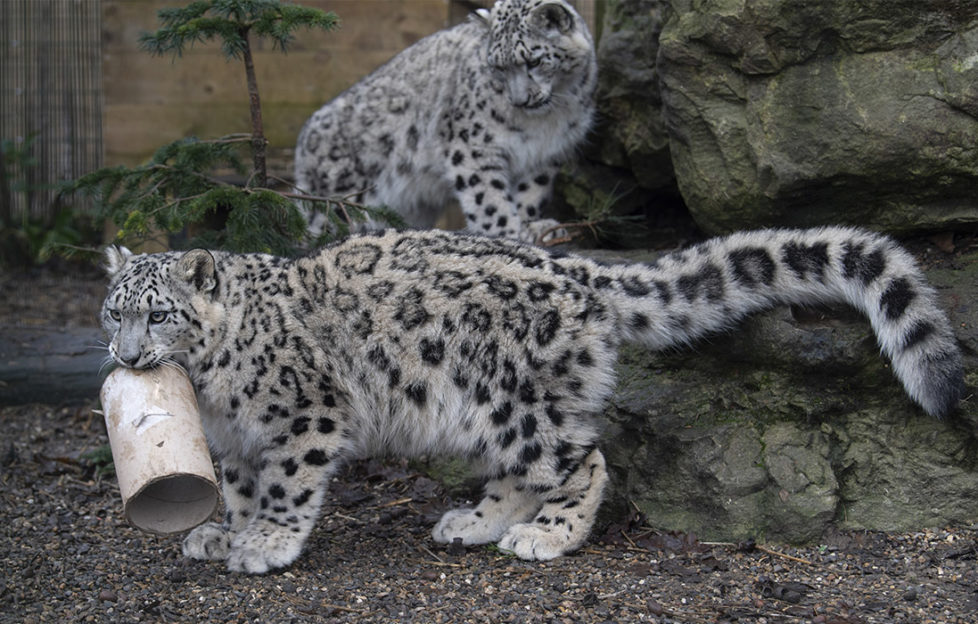 2 snow leopard cubs, silver coloured with leopard spots and huge thick tail, playing with a sturdy cardboard tube