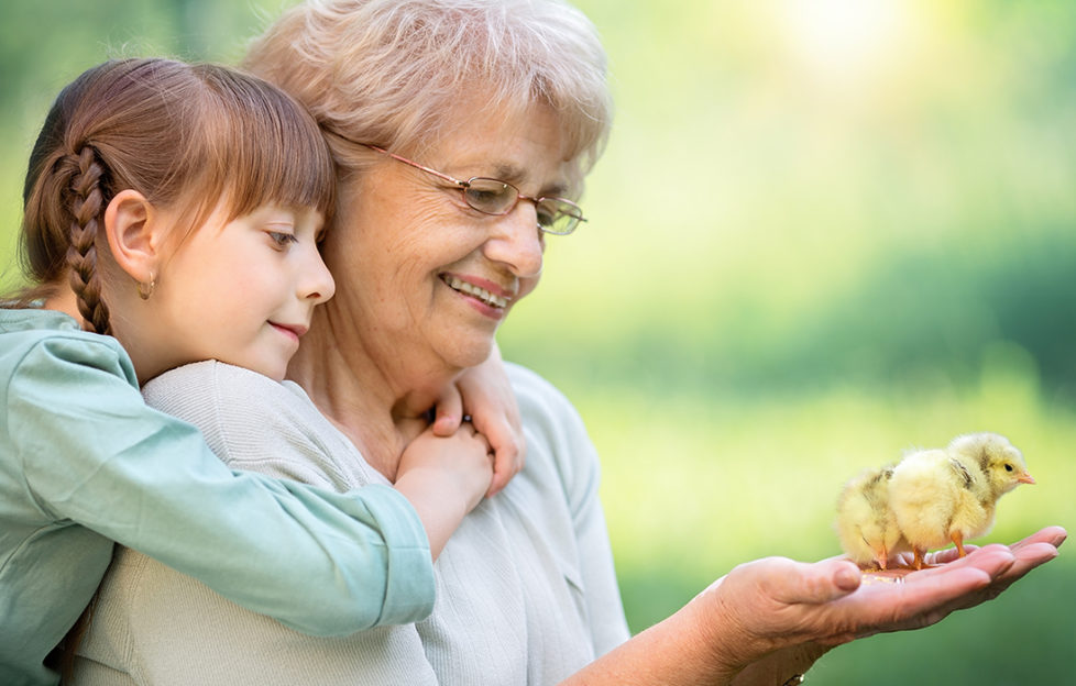 Gran holds baby chick in her hand, granddaughter watches, arms round her neck