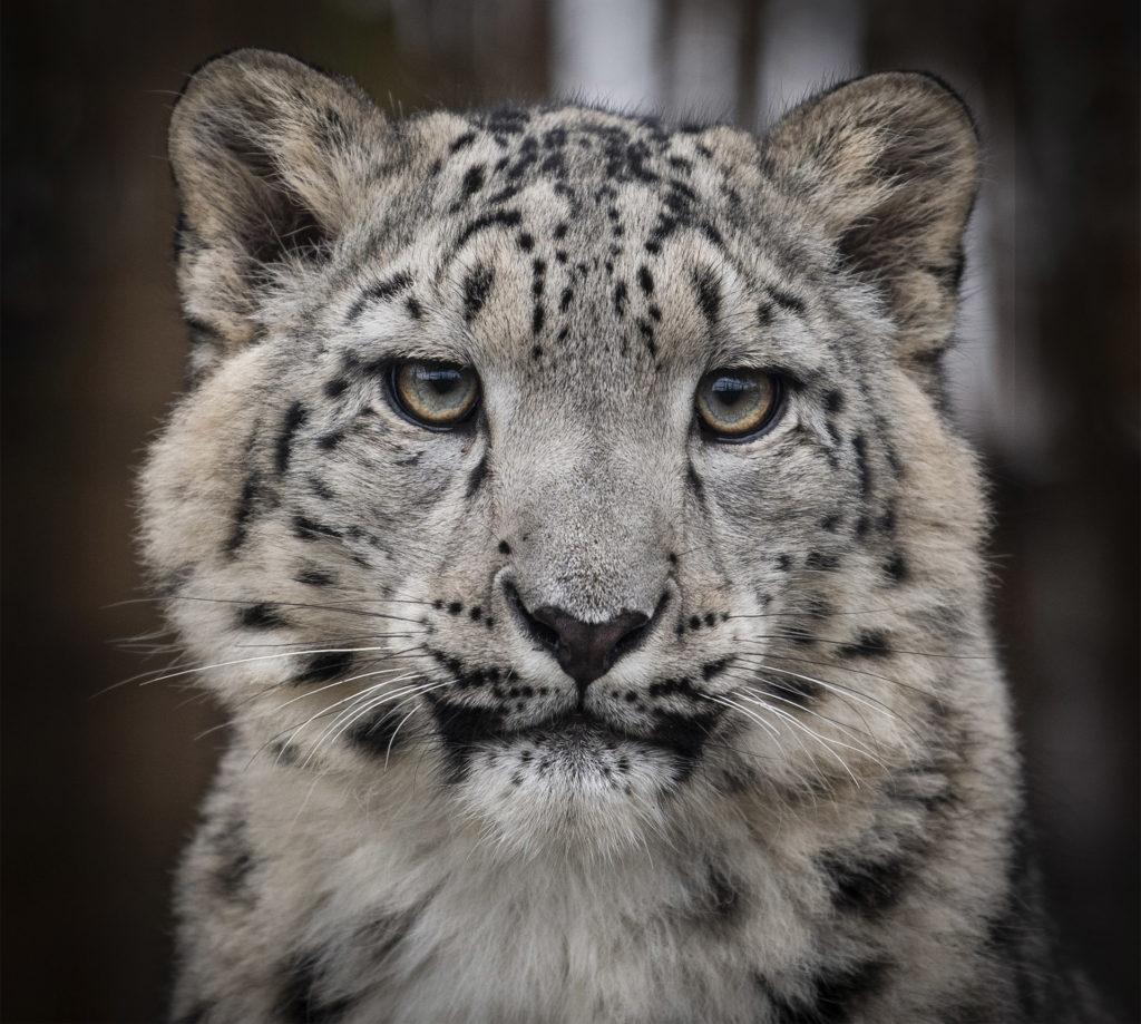 Portrait shot of snow leopard cub with green and amber eyes