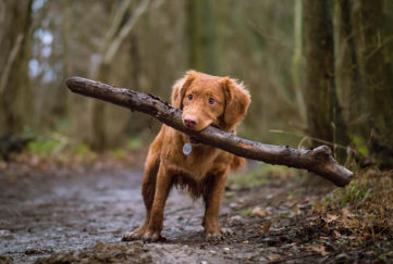 Adorable small tan puppy with floppy ears on forest path struggling to hold large stick