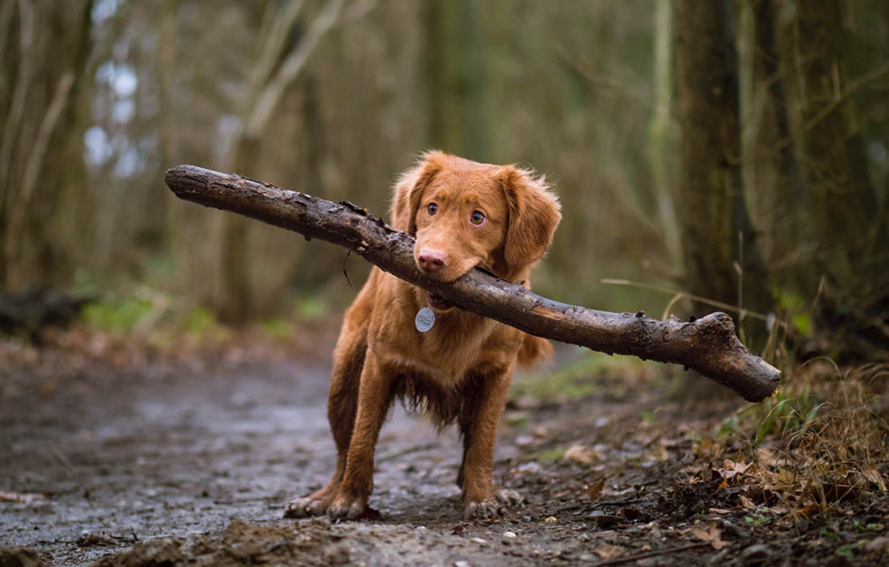 Adorable small tan puppy with floppy ears on forest path struggling to hold large stick