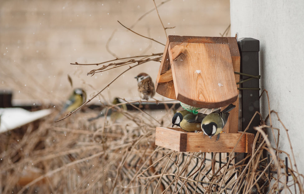 Bird feeder and birds in winter