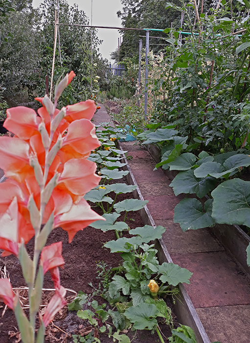 Path through allotment with large healthy leaves of courgettes and other plants, peach gladiolus in foreground