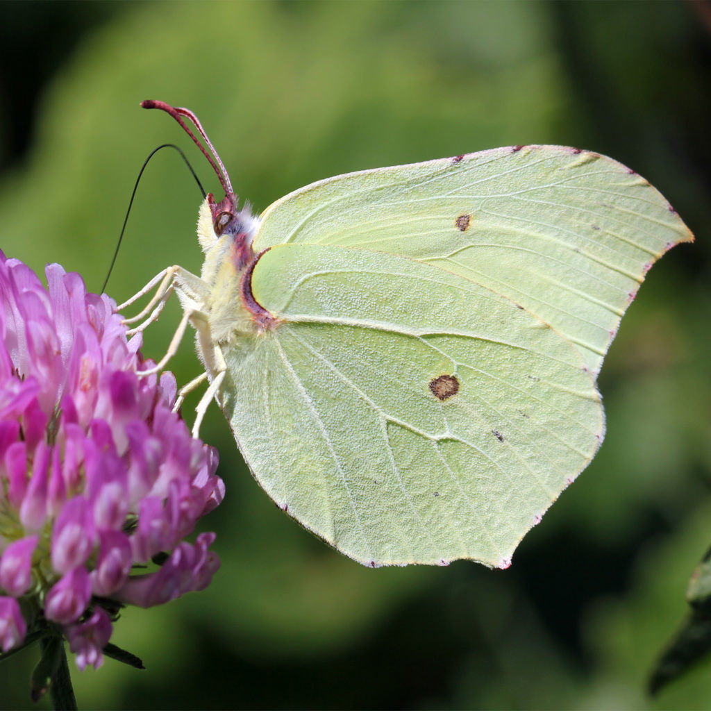Brimstone butterfly, pale green with a brown spot, resembling a leaf, feeding on red clover