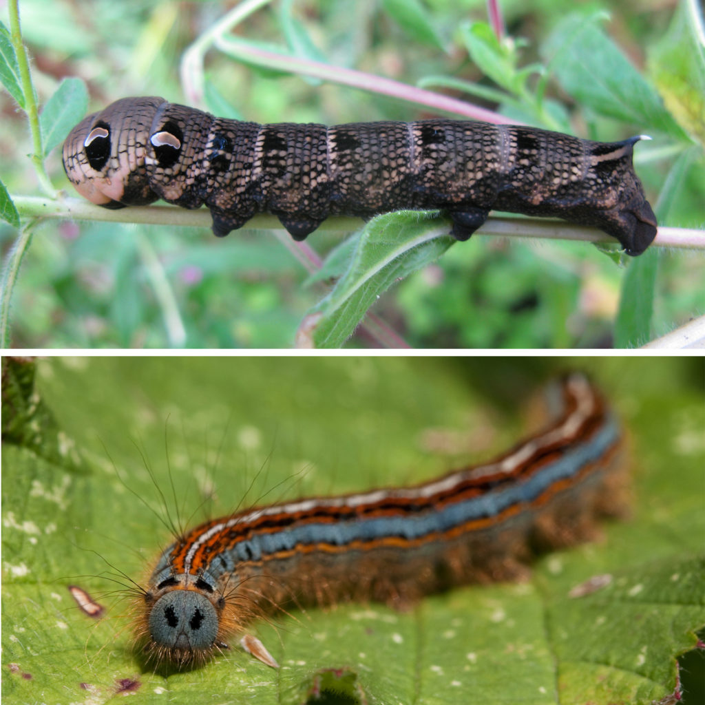 Elephant hawk moth caterpillar, scaly appearance, black and copper with eye-like markings at one end. Also lackey moth caterpillar, blue, black, orange and cream lengthwise stripes and ginger hairs