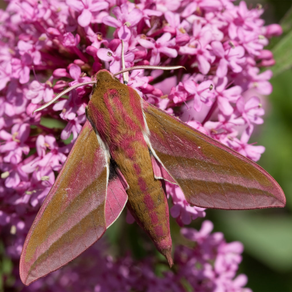 Elephant hawk moth, velvety khaki and purple moth with pointed wings and abdomen, feeding on lilac