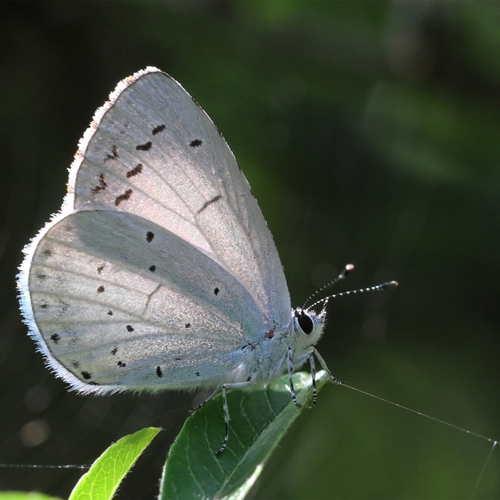 Blue-grey butterfly with delicate markings, sun shining through its wings
