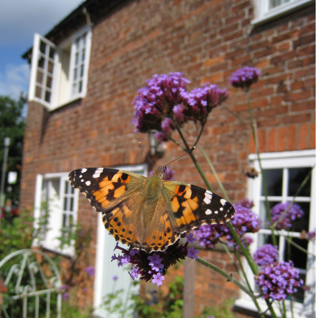 Painted Lady butterfly on purple statice, red brick cottage in background
