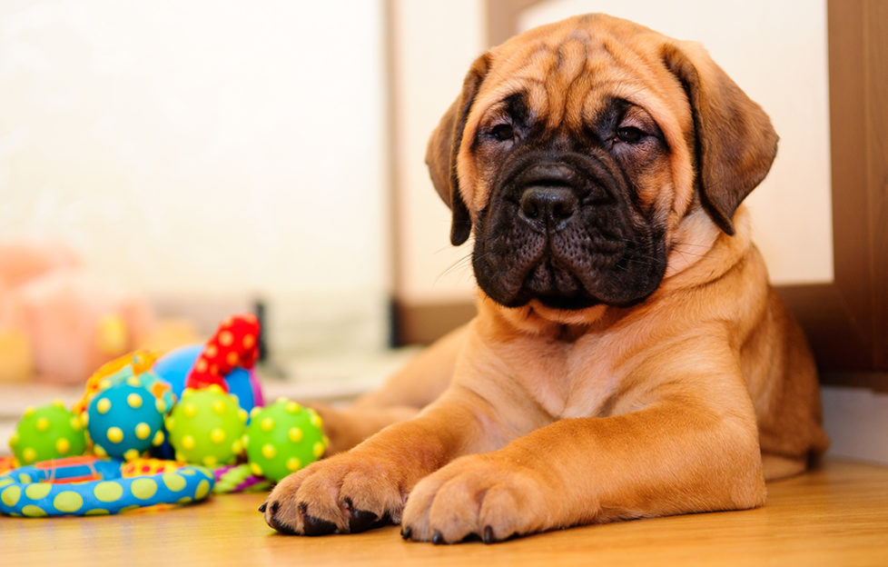 Bull mastiff puppy indoors with chewing toy