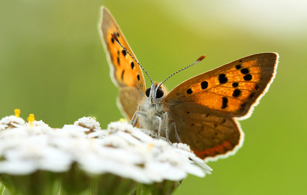 Small copper butterfly with orange and black patterned wings, feeding on a white yarrow flower
