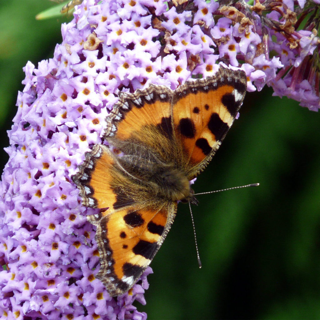 Small tortoiseshell butterfly, orange and brown wings, on buddleia