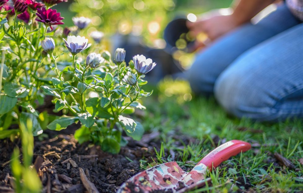 Woman kneeling by flower border, trowel in the earth, newly planted flowering plants