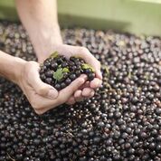 Person's hands scooping up blackcurrants from a large trailerful of blackcurrants