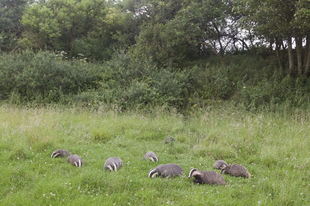 8 badgers foraging in a grassy area