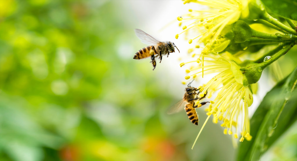 Flying honey bee collecting pollen