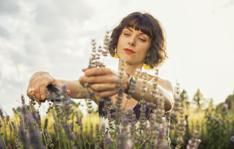 Woman picking lavender